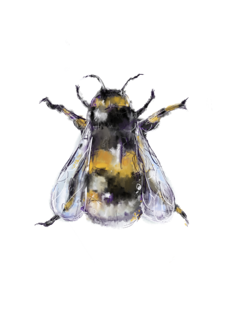 Illustration HUMMEL